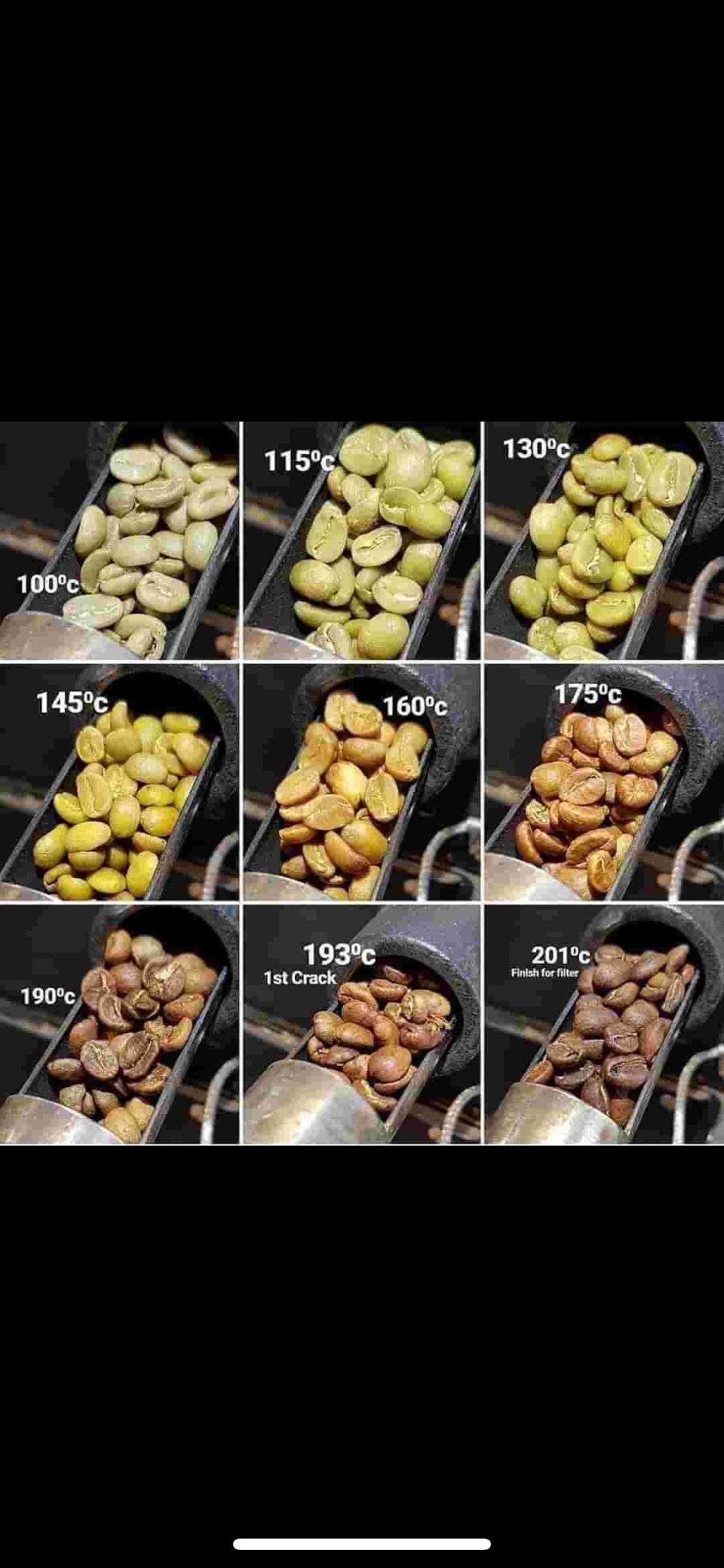 Äthiopien Bonga wild forrest grown