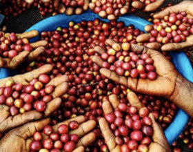 Äthiopien Yirgacheffe